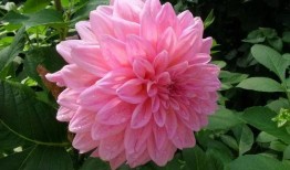 大丽花康士坦丝技能爆料最新消息,神秘力量觉醒，战力再升级！